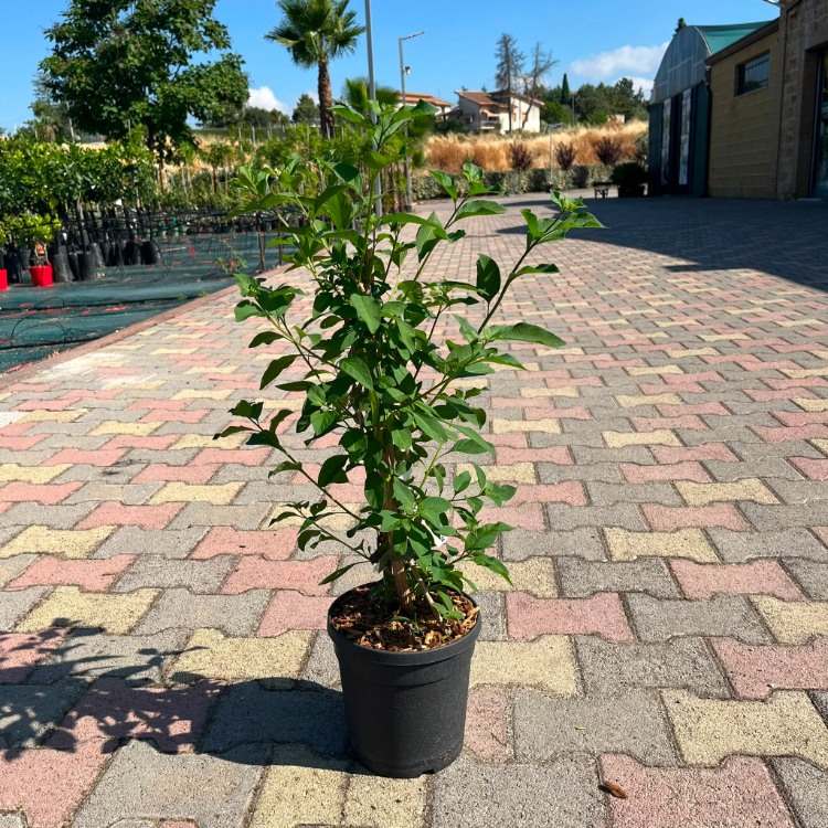 Solanum Rantonetti GELSOMINO DEL PARAGUAY CIELO STELLATO in vaso 18cm 5 37057362