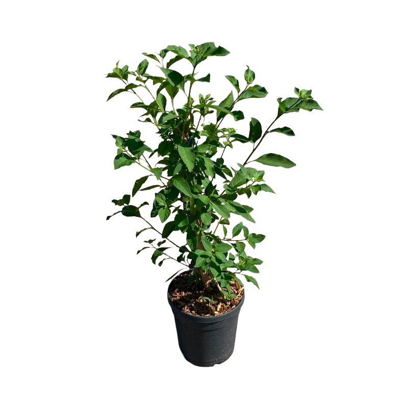 Solanum Rantonetti GELSOMINO DEL PARAGUAY CIELO STELLATO in vaso 18cm 6 37057363
