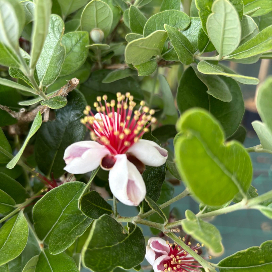 Feijoa Sellowiana ad alberello in vaso 22 cm 5 37057651