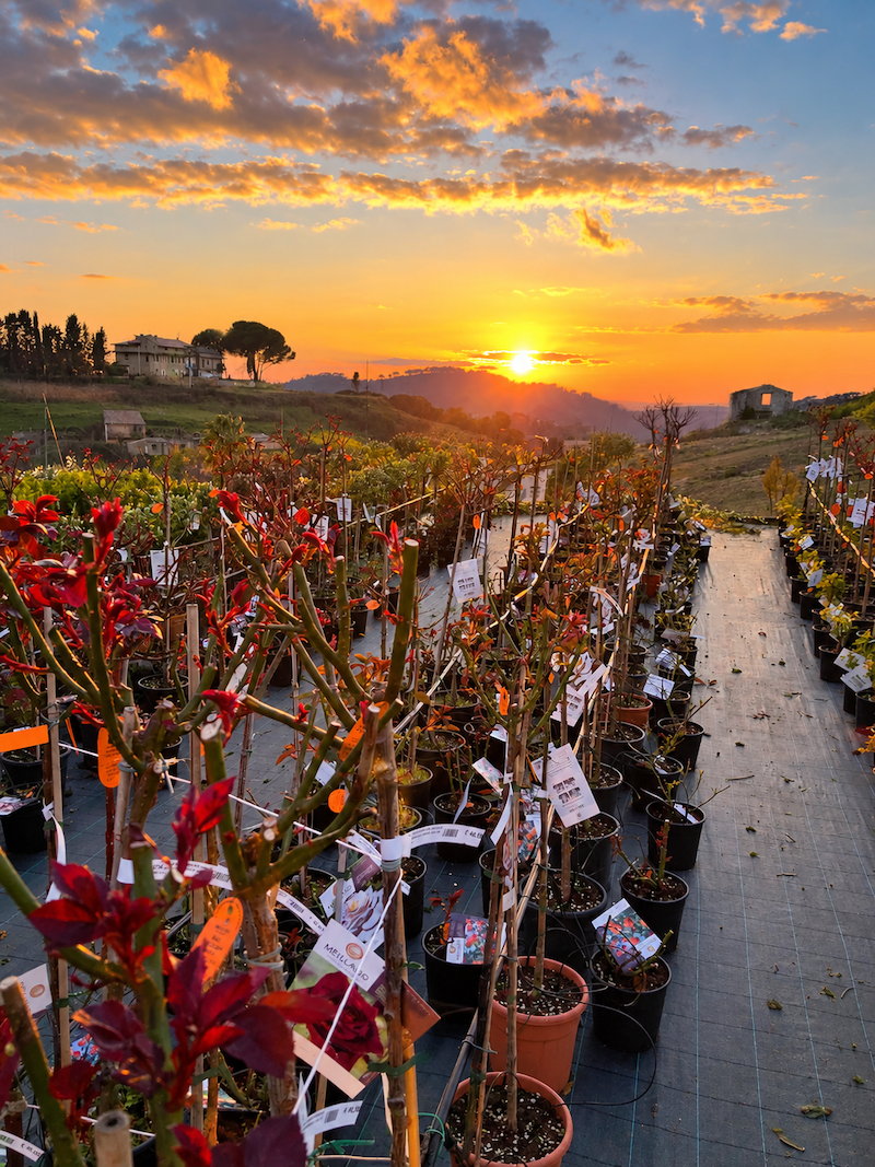 Vivaio AMDGarden a Piazza Armerina in Sicilia