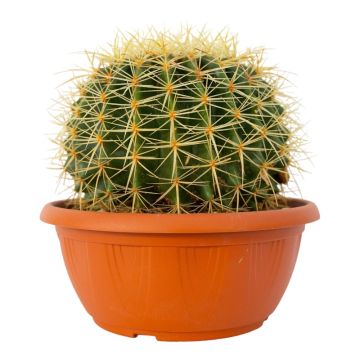 Crassula Hobbit in vaso 12 cm 21 9734055