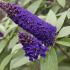 Buddleja Davidii Buzz Midnight Viola in vaso 16/18 cm 29 12198122 07aa67ca