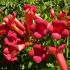 Bignonia Rossa Atropurpurea in vaso 18 cm 28 12481791 0ed99668