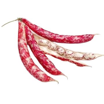 Semi di fave Aguadulce Samba Supersimonia 500 gr Hortus 8 15f3ba4e