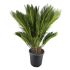 Cycas Revoluta in vaso 28 cm 26 18f53a96
