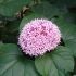 Clerodendrum Bungei Pink Diamond in vaso 18 cm 24 1971695b
