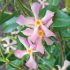 Rhincospermum Jasminoides Rosa in vaso 18 cm 30 1a4d5716
