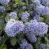 Ceanothus Thyrsif. Repens strisciante in vaso 18 cm 33 1f55c43d