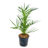 Phoenix Canariensis in vaso 18 cm 18 217b2106