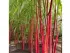 Bambù Fargesia Red Dragon in vaso 18 cm 28 2298b0e0