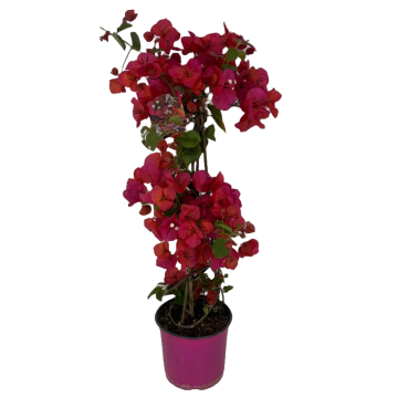 Bouganvillea piramide Giallo in vaso 18 cm 21 25664797