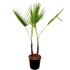 Palma Washingtonia Robusta 2 tronchi in vaso 18 cm 24 2dcdf235