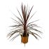 Cordyline Australis Red Star in vaso 22 cm 27 12166928 2f43c2a2
