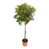 Viburnum Tinus ad alberello in vaso 22 cm 29 30cb08bb