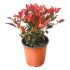 Photinia Nana in vaso 24 cm 24 320fe66e
