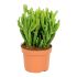 Crassula Hobbit in vaso 12 cm 22 32223467