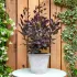 Cotinus Coggygria Royal Purple albero della nebbia in vaso 18 cm 25 33937446 34d0520a