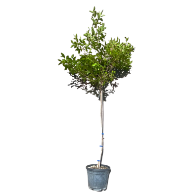 3594391 358cad85