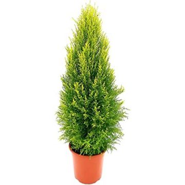 Ficus Australis in vaso 21 cm 24 Cupressus Macrocarpa Goldcrest