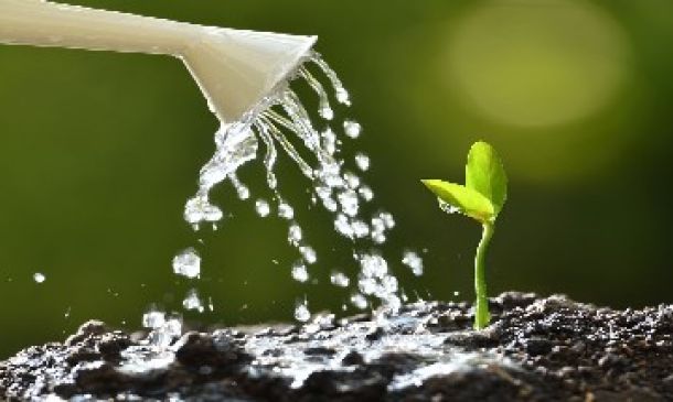 Quanta Acqua nelle piante?