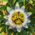 Passiflora Caerulea in vaso 18 cm 30 18688842 3b5fed47