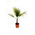 Palma Washingtonia Robusta in vaso 18 cm 26 2660134 3b4b589a