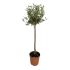 Olivo Bonsai a palla mezzo fusto in vaso 24 cm 25 3c7533ae
