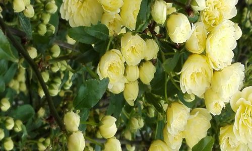 Rosa senza spine Banksiae Lutea rampicante