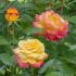 Rosa Oriental Peace ® Meilland rampicante in vaso 20 cm 28 4211e30c