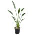 Sterlizia Reginae in vaso 20 cm 28 12214575 437e5048