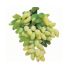 Uva Pizzutello bianco in vaso 16 cm 28 2839365 46c68010