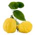 Cedro Diamante in vaso 18 cm 33 2678026 50d07300