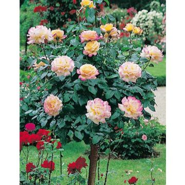 Rosa Elle ® Meilland ad alberello in vaso 24 cm 28 33886629