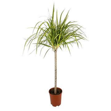 Ficus Australis in vaso 21 cm 22 12647438