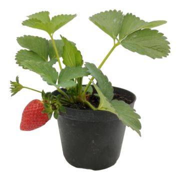 Fragola rifiorente