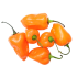 Peperoncino piccante Habanero arancio in vaso 17 cm 25 3549703 647b7041