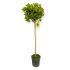 Alloro ad alberello in vaso 24 cm 32 34370638 6b074e0f