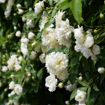 Rosa senza spine Banksiae Alba