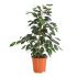 Ficus Benjamin Exotica in vaso 19 cm 25 7651f70b
