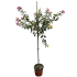 Lantana Rosa/Gialla ad alberello in vaso 18 cm 26 7cb62b8d