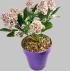 Skimmia Japonica Rubella in vaso 15 cm 32 7ffef0b5
