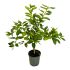 Lime di Tahiti alberetto in vaso 18 cm 34 816d59a0