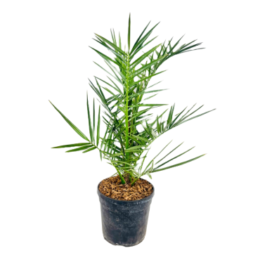 Chamaerops Humilis in vaso 24 cm 26 22189675