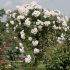 Rosa piangente Ice Meillandecore ® Meilland ad alberello in vaso 24 cm 33 11521907 877b692d