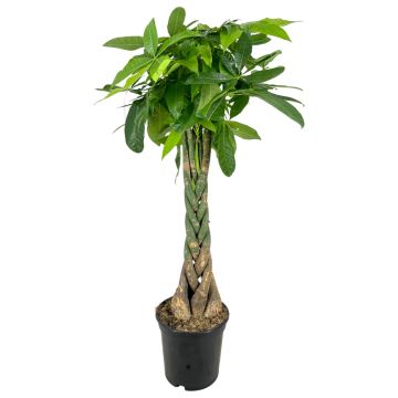 Pachira acquatica in vaso 17 cm 26 12722242