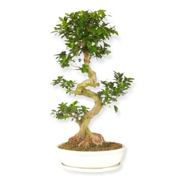 Olivo bonsai in vaso 14 cm 27 2680278
