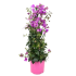Bouganvillea Sanderiana piramide in vaso 18 cm 24 93300bb3