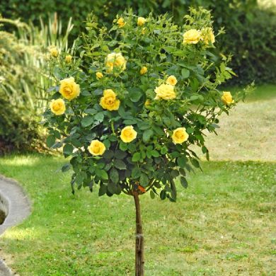 2839286 9c5b04a3