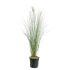 Muhlenbergia Capillaris in vaso 18 cm 27 9734739 a522e38b