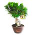 Bonsai Ficus Ginseng in ciotola 17 cm 27 a97d078d